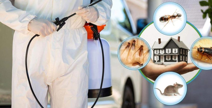 Çamdibi Böcek İlaçlama