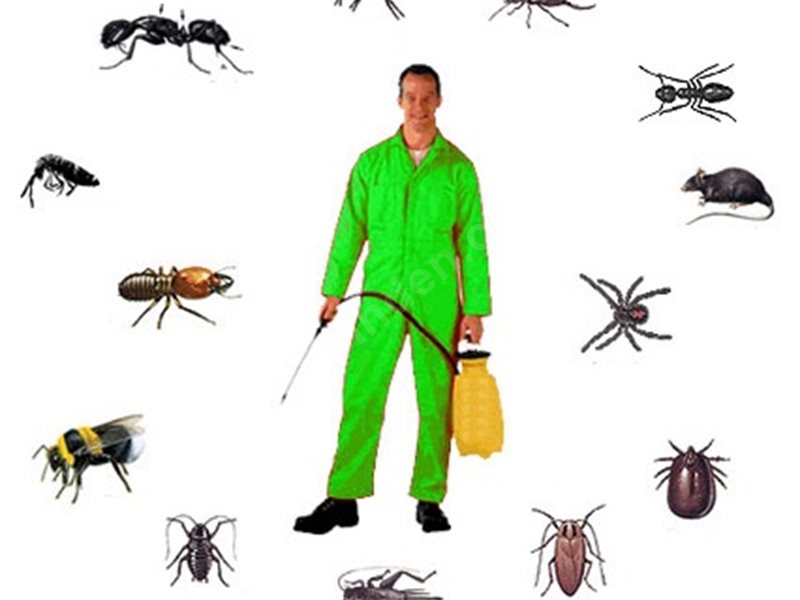 Çamdibi Böcek İlaçlama